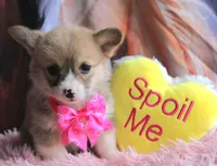 Rufflesbutt , a female Pembroke Welsh Corgi for sale in Baldwin, GA – 10 of 10