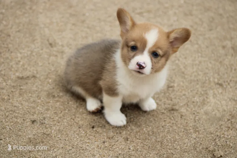 MojiButt – Pembroke Welsh Corgi puppy for sale in Baldwin, GA