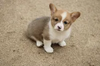 MojiButt, a male Pembroke Welsh Corgi for sale in Baldwin, GA – 1 of 3
