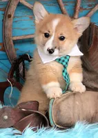 TrufflesButt , a male Pembroke Welsh Corgi for sale in Baldwin, GA – Photo 2 of 2