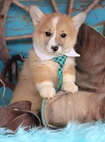 TrufflesButt , a male Pembroke Welsh Corgi for sale in Baldwin, GA – Photo 1 of 2