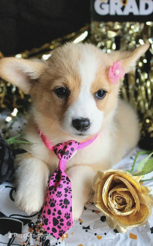 TikiHutButt – Pembroke Welsh Corgi puppy for sale in Baldwin, GA
