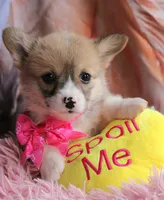 Rufflesbutt , a female Pembroke Welsh Corgi for sale in Baldwin, GA – 2 of 10
