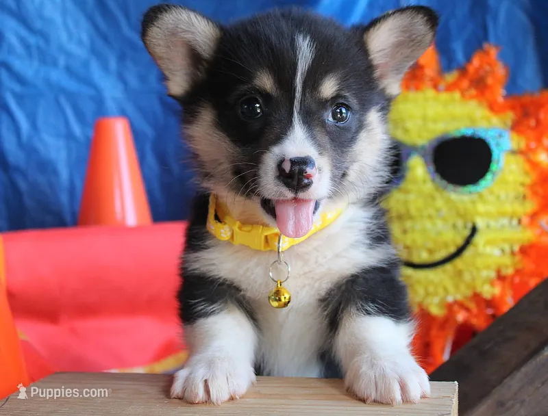 TrufflesButt  – Pembroke Welsh Corgi puppy for sale in Baldwin, GA