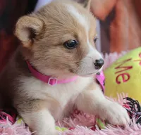 ButternutButt, a female Pembroke Welsh Corgi for sale in Baldwin, GA – 5 of 8