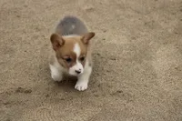 LilPotatoButt, a male Pembroke Welsh Corgi for sale in Baldwin, GA – 2 of 2