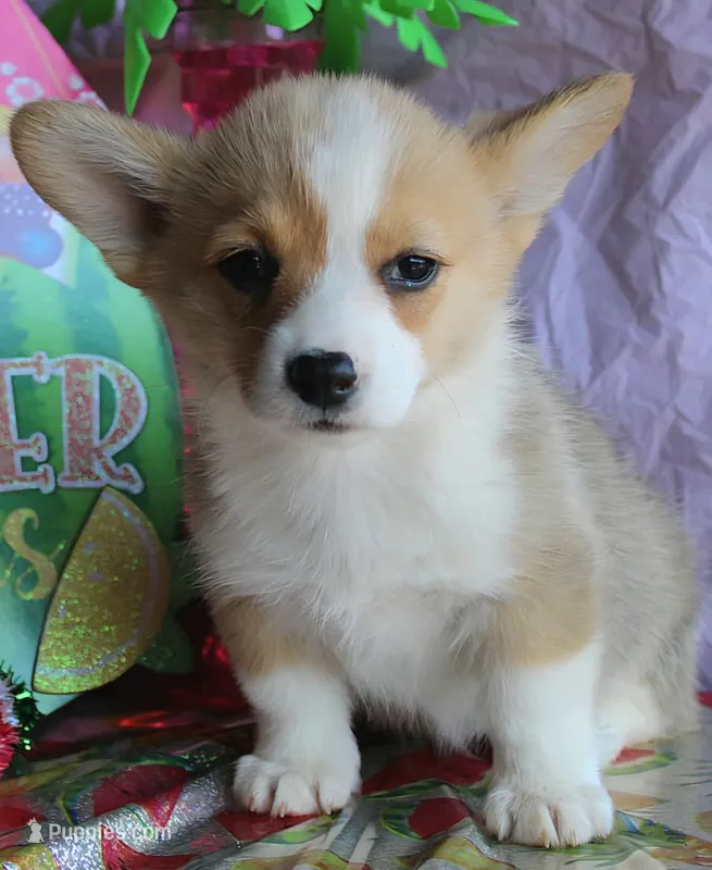 TikiHutButt – Pembroke Welsh Corgi puppy for sale in Baldwin, GA