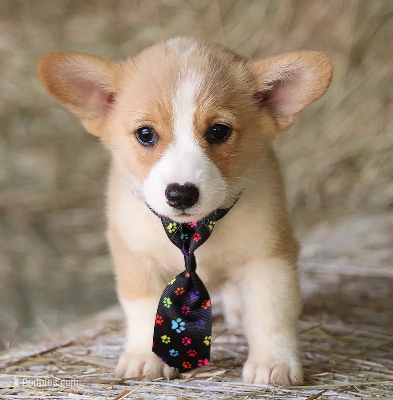 Dufflesbutt  – Pembroke Welsh Corgi puppy for sale in Baldwin, GA