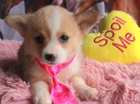 TikiHutButt, a female Pembroke Welsh Corgi for sale in Baldwin, GA – 5 of 8