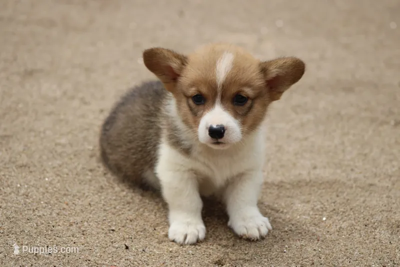 LilPotatoButt – Pembroke Welsh Corgi puppy for sale in Baldwin, GA