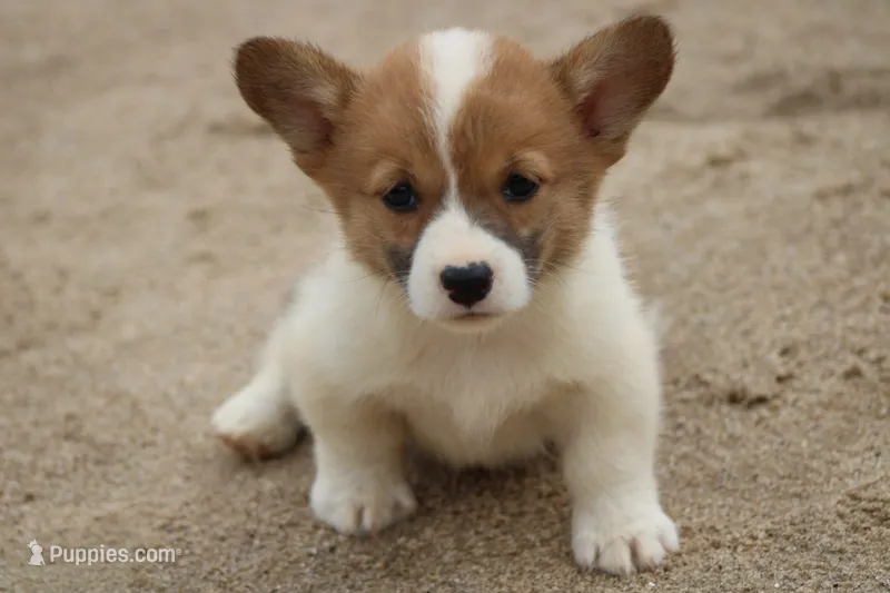 FrecklesButt – Pembroke Welsh Corgi puppy for sale in Baldwin, GA