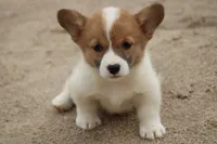 FrecklesButt, a female Pembroke Welsh Corgi for sale in Baldwin, GA – 1 of 3