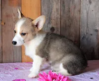 BeachBabyButt, a female Pembroke Welsh Corgi for sale in Baldwin, GA – 3 of 3