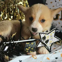 Dufflesbutt , a male Pembroke Welsh Corgi for sale in Baldwin, GA – 2 of 4