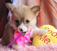 Rufflesbutt , a female Pembroke Welsh Corgi for sale in Baldwin, GA – 4 of 10