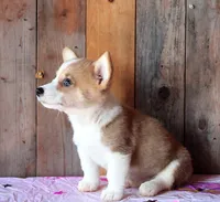 HulaGurlButt, a female Pembroke Welsh Corgi for sale in Baldwin, GA – 3 of 3