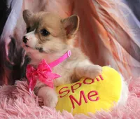 Rufflesbutt , a female Pembroke Welsh Corgi for sale in Baldwin, GA – 6 of 10