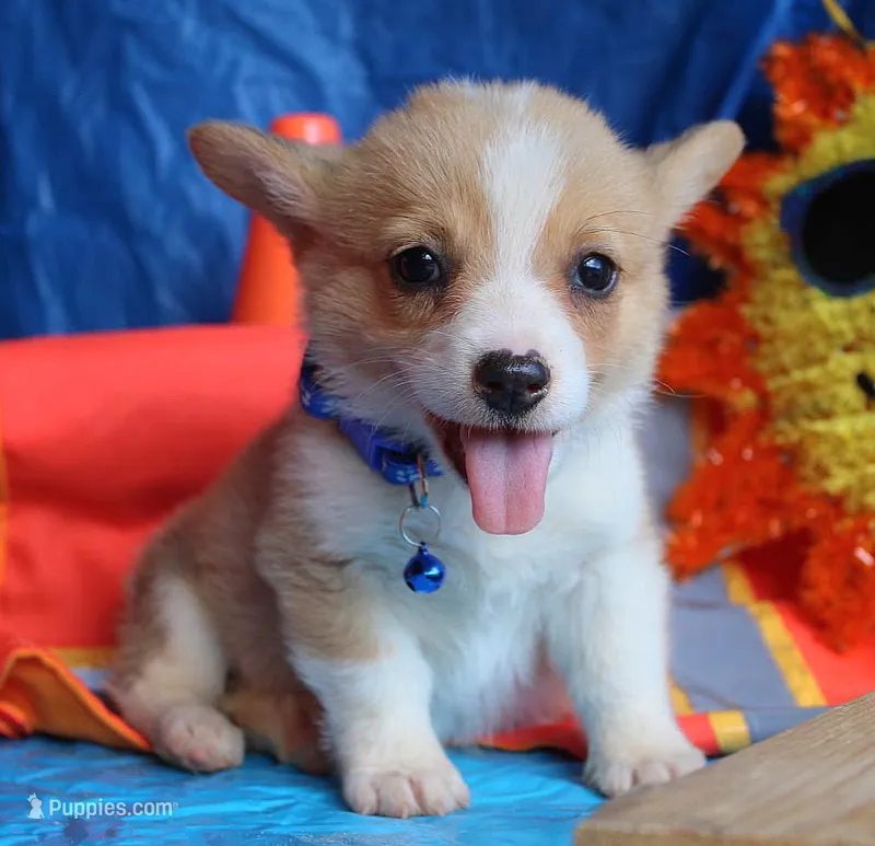PeaNutterButt – Pembroke Welsh Corgi puppy for sale in Baldwin, GA