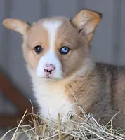 StrawberriesButt, a male Pembroke Welsh Corgi for sale in Baldwin, GA – Photo 4 of 4