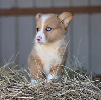 StrawberriesButt, a male Pembroke Welsh Corgi for sale in Baldwin, GA – Photo 3 of 4