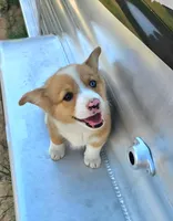 DuffleButt, a male Pembroke Welsh Corgi for sale in Baldwin, GA – Photo 2 of 2