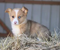 StrawberriesButt, a male Pembroke Welsh Corgi for sale in Baldwin, GA – Photo 2 of 4