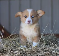 StrawberriesButt, a male Pembroke Welsh Corgi for sale in Baldwin, GA – Photo 1 of 4