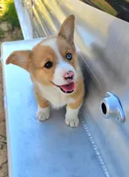 DuffleButt, a male Pembroke Welsh Corgi for sale in Baldwin, GA – Photo 1 of 2