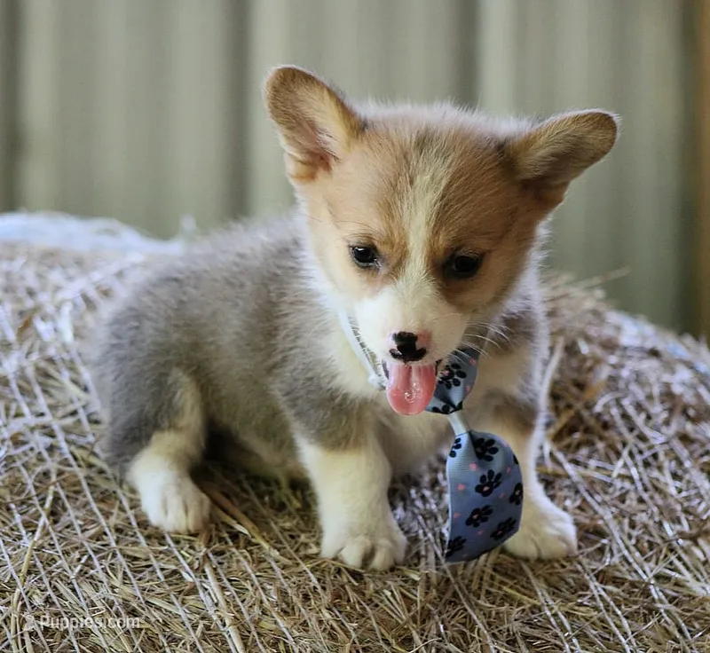 WooflesButt – Pembroke Welsh Corgi puppy for sale in Baldwin, GA