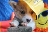 PeaNutterButt, a male Pembroke Welsh Corgi for sale in Baldwin, GA – 5 of 5