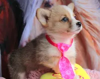 TikiHutButt, a female Pembroke Welsh Corgi for sale in Baldwin, GA – 3 of 8