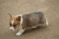 MojiButt, a male Pembroke Welsh Corgi for sale in Baldwin, GA – 3 of 3