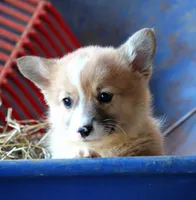 ChapsButt , a male Pembroke Welsh Corgi for sale in Baldwin, GA – Photo 6 of 7