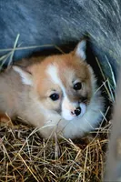 ChapsButt , a male Pembroke Welsh Corgi for sale in Baldwin, GA – Photo 1 of 7