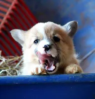 ChapsButt , a male Pembroke Welsh Corgi for sale in Baldwin, GA – Photo 2 of 7