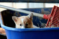 ChapsButt , a male Pembroke Welsh Corgi for sale in Baldwin, GA – Photo 7 of 7