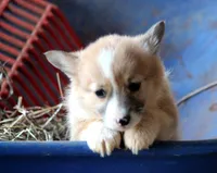 ChapsButt , a male Pembroke Welsh Corgi for sale in Baldwin, GA – Photo 5 of 7