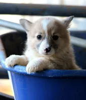 ChapsButt , a male Pembroke Welsh Corgi for sale in Baldwin, GA – Photo 3 of 7