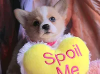 TikiHutButt, a female Pembroke Welsh Corgi for sale in Baldwin, GA – 4 of 8