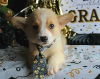 Dufflesbutt , a male Pembroke Welsh Corgi for sale in Baldwin, GA – 4 of 4
