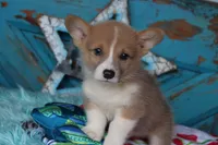 WooflesButt, a male Pembroke Welsh Corgi for sale in Baldwin, GA – 2 of 3