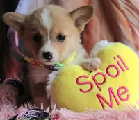 ButternutButt, a female Pembroke Welsh Corgi for sale in Baldwin, GA – 2 of 8