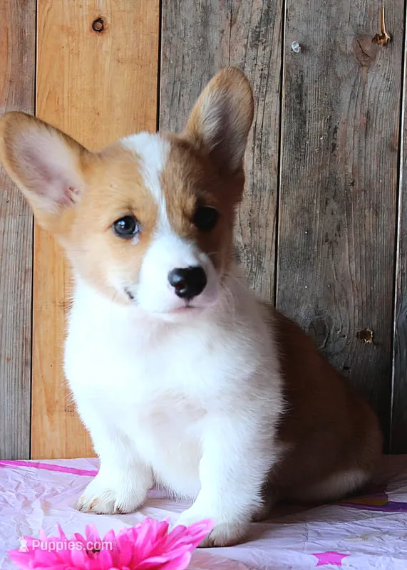 SunflowersButt  – Pembroke Welsh Corgi puppy for sale in Baldwin, GA