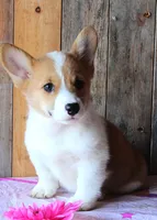 SunflowersButt , a female Pembroke Welsh Corgi for sale in Baldwin, GA – 1 of 3