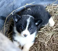 CowboyButt, a male Pembroke Welsh Corgi for sale in Baldwin, GA – Photo 1 of 3