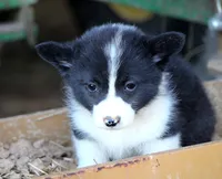 CowboyButt, a male Pembroke Welsh Corgi for sale in Baldwin, GA – Photo 2 of 3