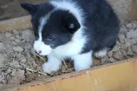 CowboyButt, a male Pembroke Welsh Corgi for sale in Baldwin, GA – Photo 3 of 3