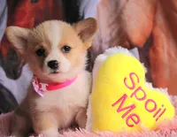 TikiHutButt, a female Pembroke Welsh Corgi for sale in Baldwin, GA – 8 of 8