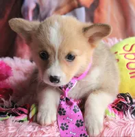 ButternutButt, a female Pembroke Welsh Corgi for sale in Baldwin, GA – 6 of 8