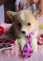 ButternutButt, a female Pembroke Welsh Corgi for sale in Baldwin, GA – 8 of 8